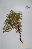 藏品(密鱗鱗毛蕨)的圖片