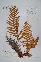 藏品(中華槲蕨)的圖片