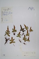 藏品(刺齒假瘤蕨)的圖片