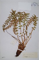 藏品(寶興耳蕨)的圖片