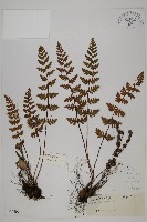 藏品(歐洲金毛裸蕨)的圖片