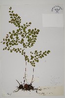 藏品(長蓋鐵線蕨)的圖片