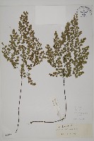藏品(長蓋鐵線蕨)的圖片