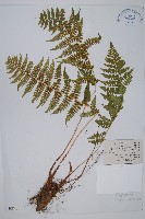 藏品(尖齒鱗毛蕨)的圖片