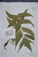 藏品(細齒貫眾蕨)的圖片