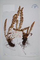 藏品(玉龍蕨)的圖片