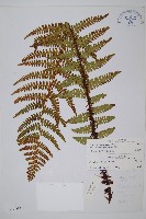 藏品(藏布鱗毛蕨)的圖片