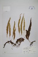 藏品(偽網眼瓦葦)的圖片