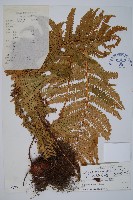 藏品(近川西鱗毛蕨)的圖片