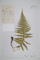 藏品(馬祖耳蕨)的圖片