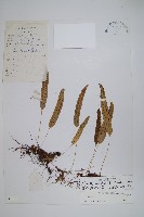 藏品(玉山茀蕨)的圖片