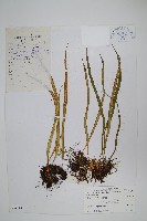 藏品(瓦葦)的圖片