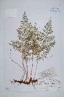 藏品(宿枝小膜蓋蕨)的圖片