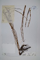 藏品(二條線蕨)的圖片