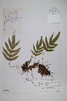 藏品(烏鱗假瘤蕨)的圖片