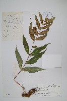 藏品(多羽節肢蕨)的圖片