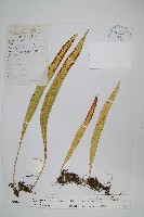 藏品(大瓦葦)的圖片