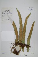 藏品(玉山瓦葦)的圖片