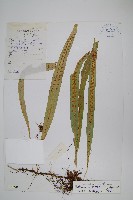 藏品(玉山瓦葦)的圖片