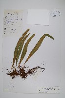 藏品(玉山瓦葦)的圖片