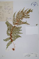 藏品(亞二型鱗毛蕨)的圖片