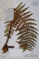 藏品(藏布鱗毛蕨)的圖片