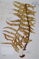 藏品(藏布鱗毛蕨)的圖片