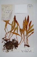 藏品(中國石葦)的圖片