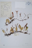 藏品(鐵角蕨)的圖片