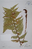 藏品(前原耳蕨)的圖片