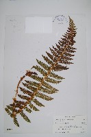 藏品(福山氏耳蕨)的圖片