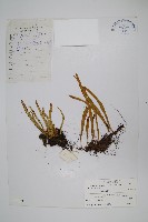 藏品(瓦葦)的圖片