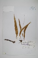 藏品(偽網眼瓦葦)的圖片