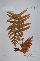 藏品(川滇槲蕨)的圖片