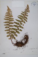 藏品(尖齒鱗毛蕨)的圖片