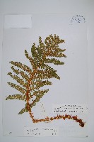 藏品(密毛鱗毛蕨)的圖片