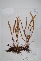 藏品(瓦葦)的圖片