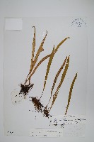 藏品(瓦葦)的圖片