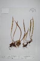 藏品(瓦葦)的圖片