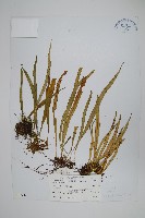 藏品(瓦葦)的圖片