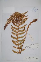 藏品(福山氏耳蕨)的圖片