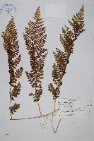 藏品(腺鱗毛蕨)的圖片