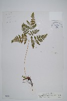 藏品(羽節蕨)的圖片