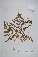 藏品(羽節蕨)的圖片