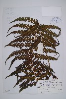 藏品(毛腳短腸蕨)的圖片