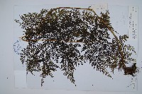 藏品(稀子蕨)的圖片