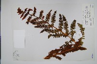 藏品(絨假紫萁、台灣絨假紫萁)的圖片