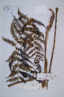 藏品(褐色短腸蕨)的圖片