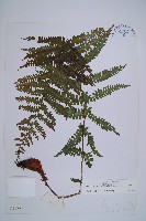 藏品(希陶蹄蓋蕨)的圖片