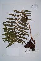 藏品(華中蛾眉蕨)的圖片